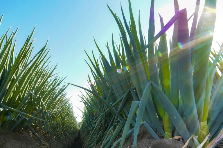 深谷ねぎの畑｜深谷ねぎまつり